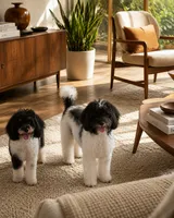 AKC Male Phantom Parti, a male Poodle - Miniature  for sale in Texarkana, TX – 2 of 4