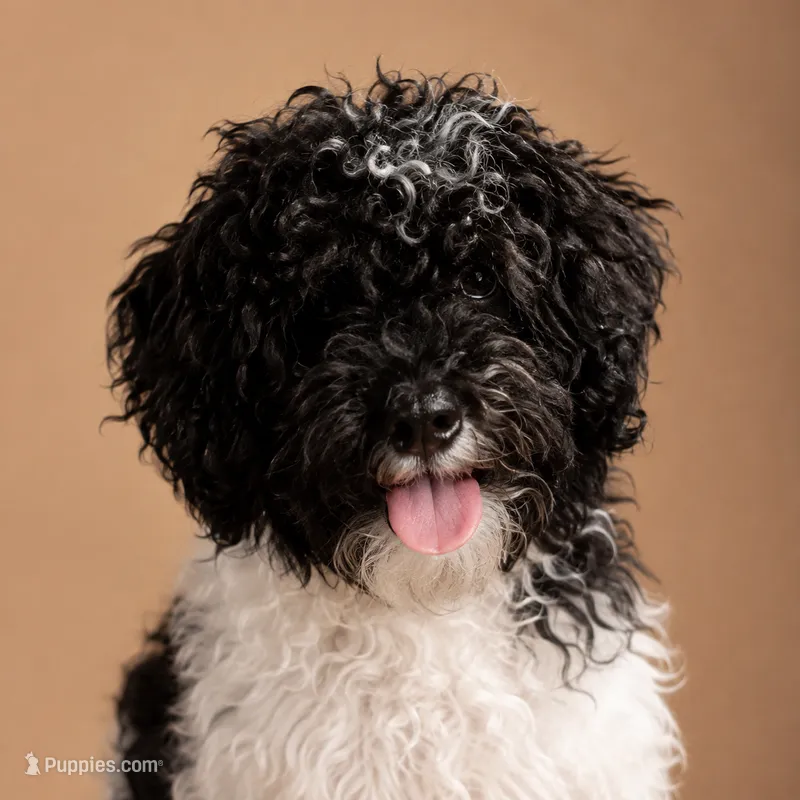 AKC Male Phantom Parti – Poodle - Miniature  puppy for sale in Texarkana, TX