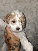 AKC Female Red Parti, a female Poodle - Toy  for sale in Texarkana, TX – 4 of 6