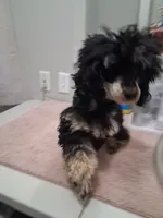 AKC Toy Female Pantom, a female Poodle - Toy  for sale in Texarkana, TX – 7 of 7
