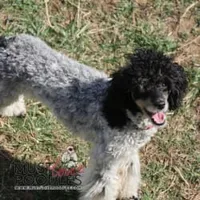AKC phantom Parti Female , a female Poodle - Toy  for sale in Texarkana, TX – 4 of 5