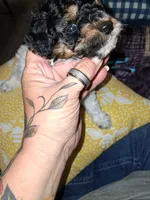 Male Phantom Parti , a male Poodle - Toy  for sale in Texarkana, TX – 8 of 10