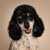 Male Phantom Parti , a male Poodle - Toy  for sale in Texarkana, TX – 2 of 10