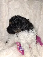 Female Phantom Parti , a female Poodle - Toy  for sale in Texarkana, TX – 5 of 10