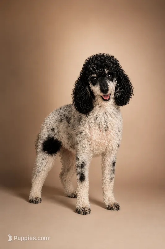 Male Phantom Parti  – Poodle - Toy  puppy for sale in Texarkana, TX