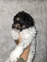 Male Phantom Parti , a male Poodle - Toy  for sale in Texarkana, TX – 4 of 10