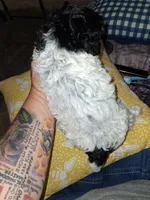 Male Phantom Parti , a male Poodle - Toy  for sale in Texarkana, TX – 3 of 10