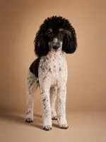 Female Phantom Parti , a female Poodle - Toy  for sale in Texarkana, TX – 2 of 10