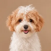 AKC Female Red Parti, a female Poodle - Toy  for sale in Texarkana, TX – 2 of 6
