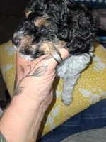 Male Phantom Parti , a male Poodle - Toy  for sale in Texarkana, TX – 6 of 10