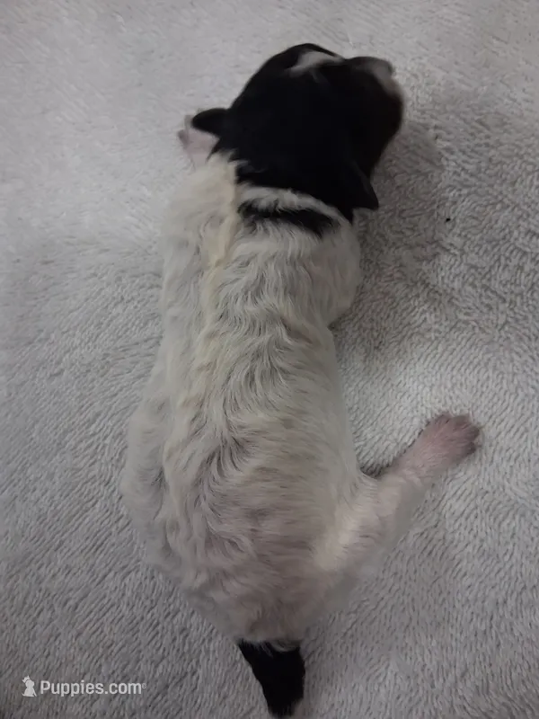 AKC phantom Parti Female  – Poodle - Toy  puppy for sale in Texarkana, TX