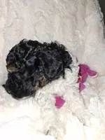 Female Phantom Parti , a female Poodle - Toy  for sale in Texarkana, TX – 8 of 10