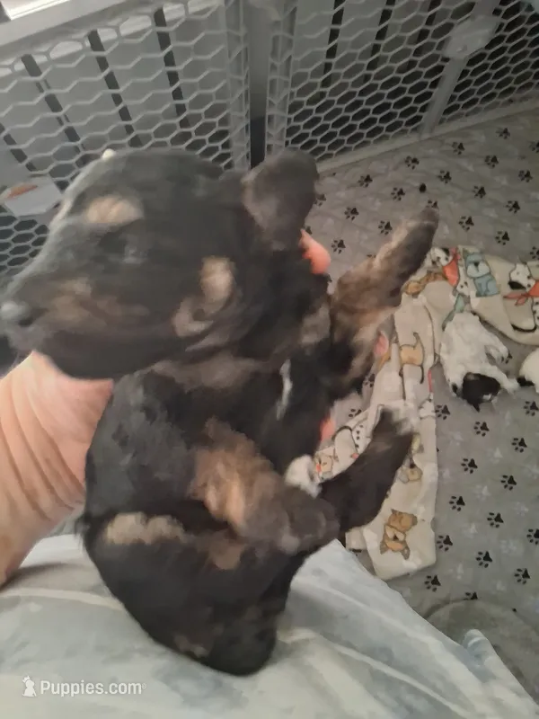 AKC Toy Female Pantom – Poodle - Toy  puppy for sale in Texarkana, TX