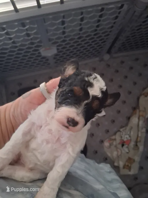 AKC Male Toy Tri/Phantom Parti  – Poodle - Toy  puppy for sale in Texarkana, TX
