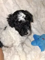 AKC Male Phantom Parti, a male Poodle - Miniature  for sale in Texarkana, TX – 4 of 4