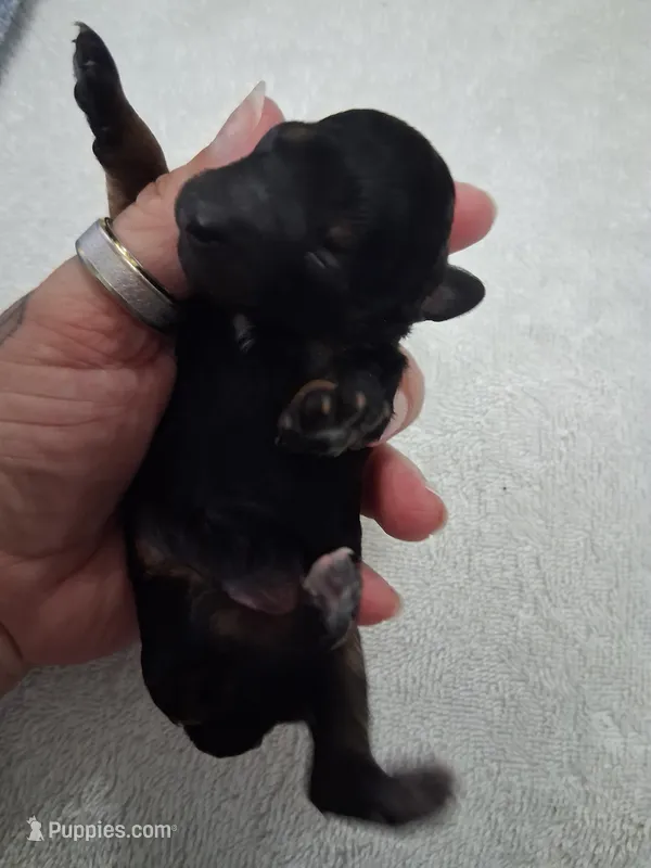 AKC Toy Female Pantom – Poodle - Toy  puppy for sale in Texarkana, TX