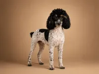 Female Phantom Parti , a female Poodle - Toy  for sale in Texarkana, TX – 3 of 10