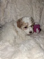 AKC Female Red Parti, a female Poodle - Toy  for sale in Texarkana, TX – 5 of 6