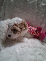 AKC Female Red Parti, a female Poodle - Toy  for sale in Texarkana, TX – 3 of 6
