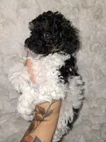 Female Phantom Parti , a female Poodle - Toy  for sale in Texarkana, TX – 6 of 10