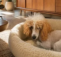 AKC Female Red Parti, a female Poodle - Toy  for sale in Texarkana, TX – 1 of 6
