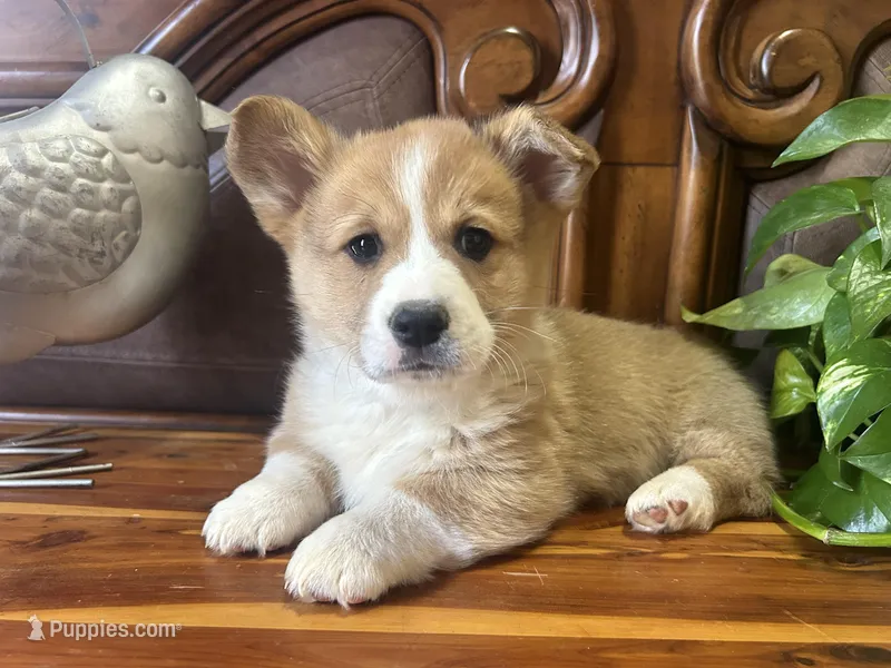 Blue Collar Welsh Corgi – Pembroke Welsh Corgi puppy for sale in Pleasant View, TN
