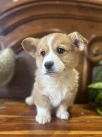 Blue Collar Welsh Corgi, a male Pembroke Welsh Corgi for sale in Pleasant View, TN – Photo 3 of 6