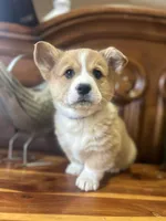 Blue Collar Welsh Corgi, a male Pembroke Welsh Corgi for sale in Pleasant View, TN – Photo 5 of 6