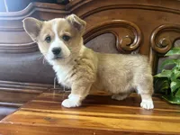 Blue Collar Welsh Corgi, a male Pembroke Welsh Corgi for sale in Pleasant View, TN – Photo 2 of 6