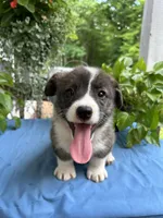 Welsh Corgi 1, a female Pembroke Welsh Corgi for sale in Pleasant View, TN – 3 of 4