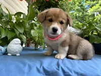 Welsh Corgi 4, a female Pembroke Welsh Corgi for sale in Pleasant View, TN – 4 of 4