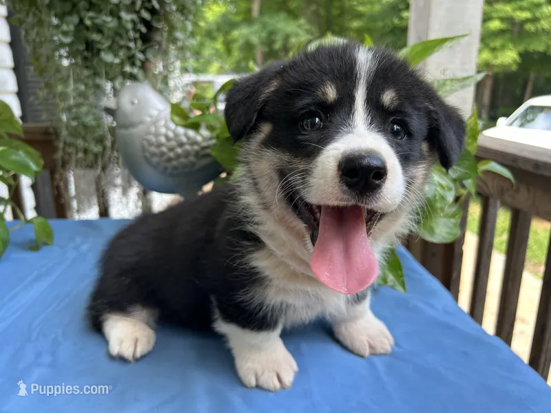 Welsh Corgi 2 – Pembroke Welsh Corgi puppy on hold in Pleasant View, TN