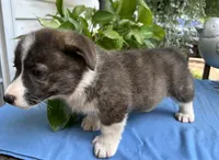 Welsh Corgi 1, a female Pembroke Welsh Corgi for sale in Pleasant View, TN – 2 of 4