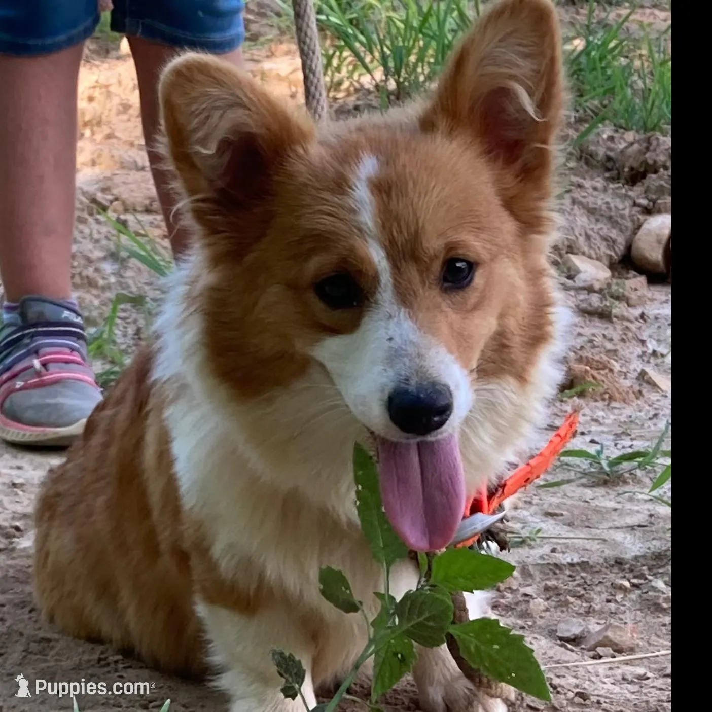 Orange Collar Welsh Corgi, a male Pembroke Welsh Corgi for sale in Pleasant View, TN – Photo 6 of 6