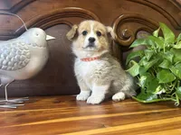 Orange Collar Welsh Corgi, a male Pembroke Welsh Corgi for sale in Pleasant View, TN – Photo 3 of 6