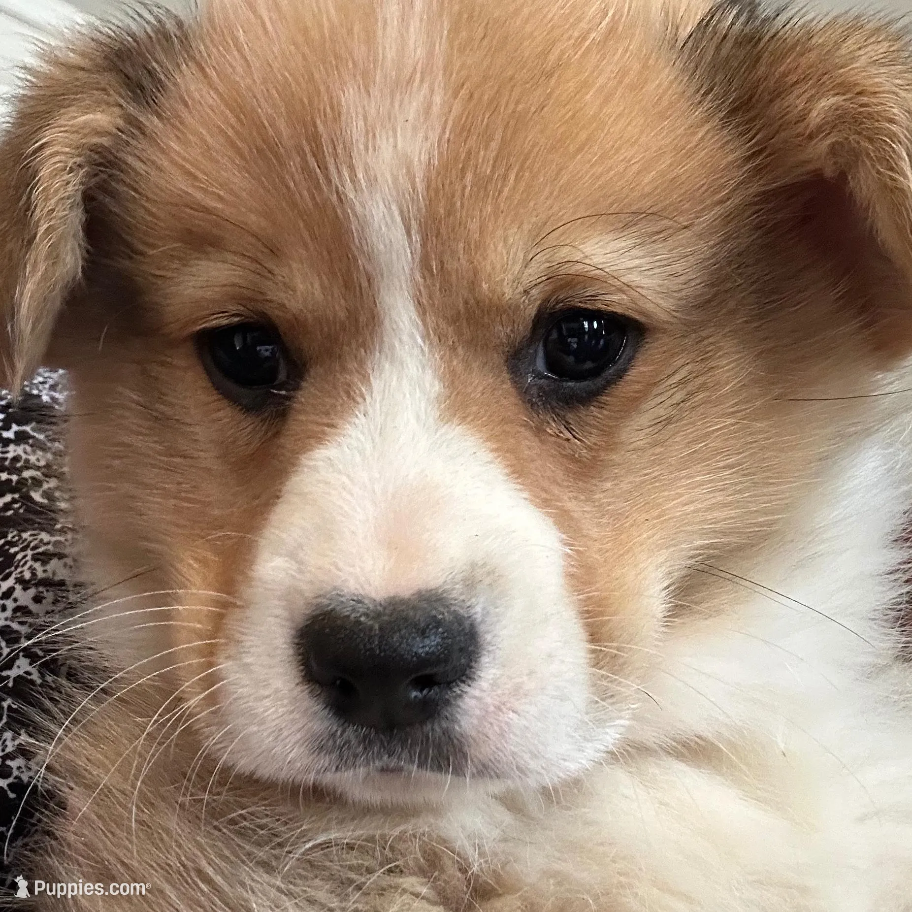 Orange Collar Welsh Corgi, a male Pembroke Welsh Corgi for sale in Pleasant View, TN – Photo 2 of 6