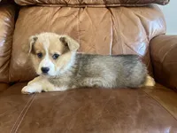 Orange Collar Welsh Corgi, a male Pembroke Welsh Corgi for sale in Pleasant View, TN – Photo 4 of 6