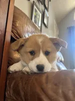 Red Collar Welsh Corgi, a male Pembroke Welsh Corgi for sale in Pleasant View, TN – Photo 2 of 7