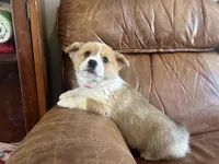 Red Collar Welsh Corgi, a male Pembroke Welsh Corgi for sale in Pleasant View, TN – Photo 4 of 7