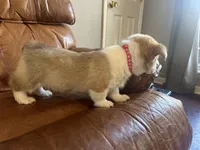 Red Collar Welsh Corgi, a male Pembroke Welsh Corgi for sale in Pleasant View, TN – Photo 3 of 7
