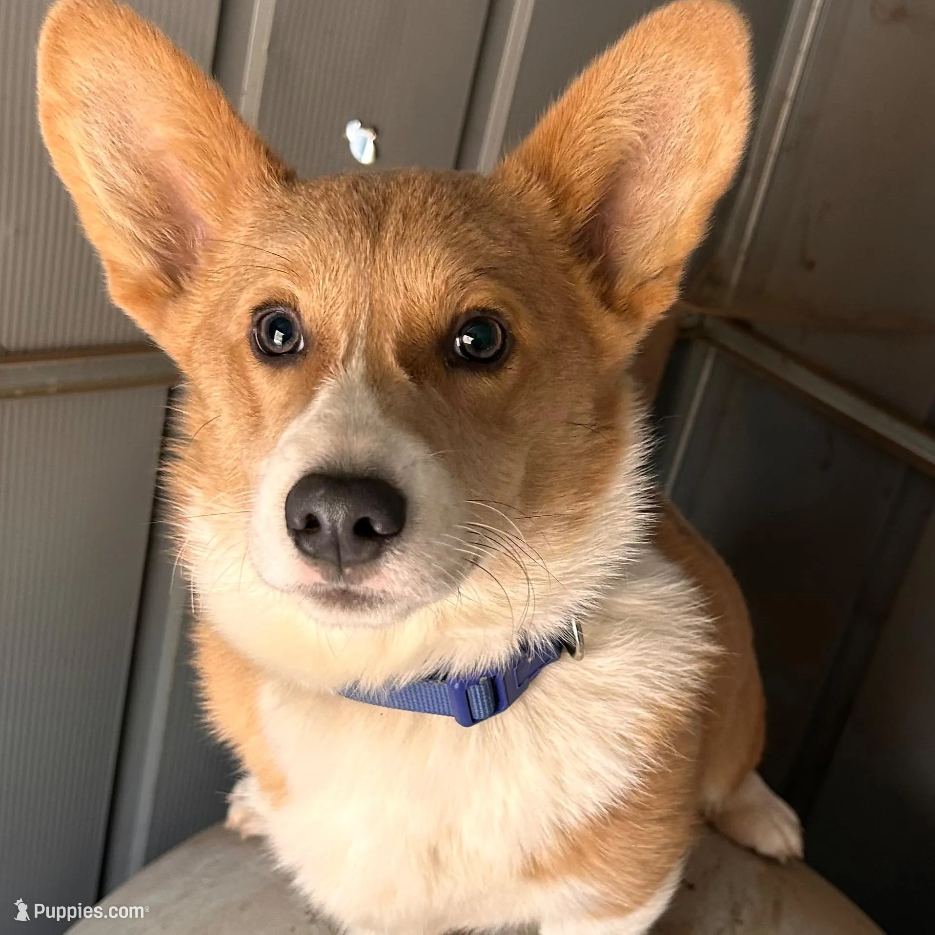 Red Collar Welsh Corgi, a male Pembroke Welsh Corgi for sale in Pleasant View, TN – Photo 6 of 7