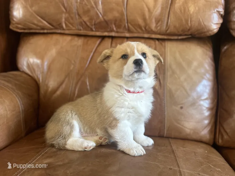 Red Collar Welsh Corgi – Pembroke Welsh Corgi puppy for sale in Pleasant View, TN