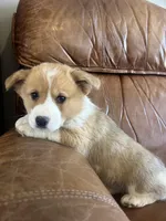 Red Collar Welsh Corgi, a male Pembroke Welsh Corgi for sale in Pleasant View, TN – Photo 5 of 7