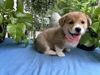 Welsh Corgi 4, a female Pembroke Welsh Corgi for sale in Pleasant View, TN – 3 of 4