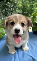 Welsh Corgi 3, a female Pembroke Welsh Corgi for sale in Pleasant View, TN – 3 of 3
