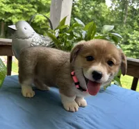Welsh Corgi 4, a female Pembroke Welsh Corgi for sale in Pleasant View, TN – 2 of 4