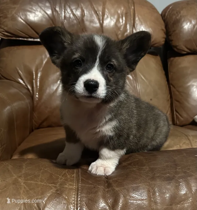 Welsh Corgi 1 – Pembroke Welsh Corgi puppy on hold in Pleasant View, TN