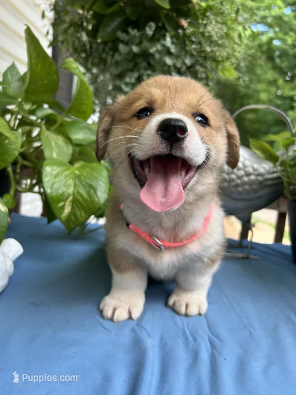 Welsh Corgi 4 – Pembroke Welsh Corgi puppy for sale in Pleasant View, TN