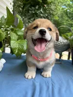 Welsh Corgi 4, a female Pembroke Welsh Corgi for sale in Pleasant View, TN – 1 of 4