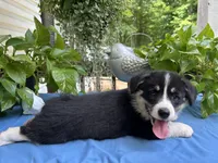 Welsh Corgi 2, a female Pembroke Welsh Corgi for sale in Pleasant View, TN – 2 of 3
